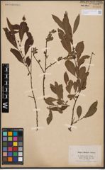 Salix aurita L. x Salix silesiaca Willd.